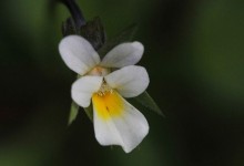 Åkerstemorsblom (Viola arvensis)