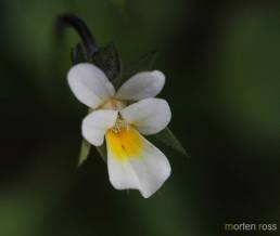 Åkerstemorsblom (Viola arvensis)