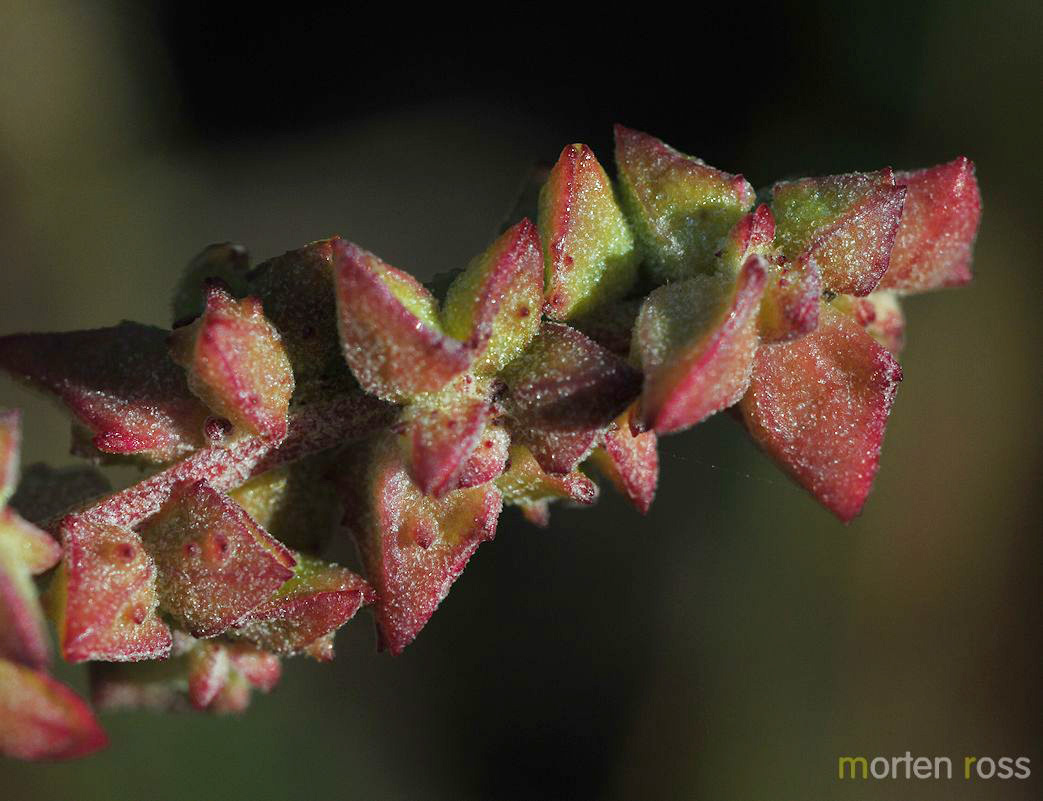 Tangmelde (Atriplex prostrata ssp. prostrata)