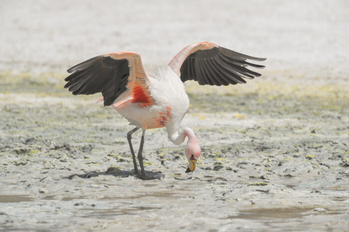 James’s Flamingo (Phoenicoparrus jamesi)