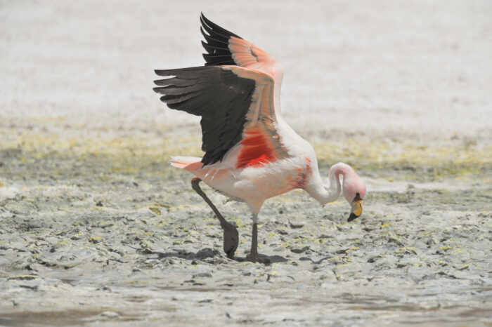 James’s Flamingo (Phoenicoparrus jamesi)