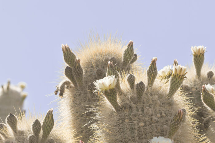 Cardon cactus (Trichocereus atacamensis ssp. pasacana)