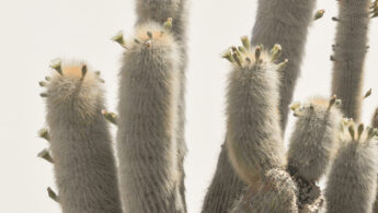 Cardon cactus (Trichocereus atacamensis ssp. pasacana)