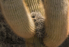 Cactus nest on Isla del Pescado (Fish Island)