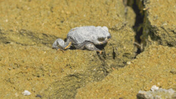 Warty Toad (Rhinella spinulosa)