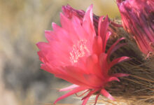 Cardon cactus (Echinopsis tarijensis)