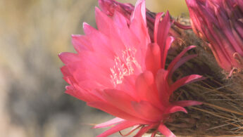 Cardon cactus (Echinopsis tarijensis)