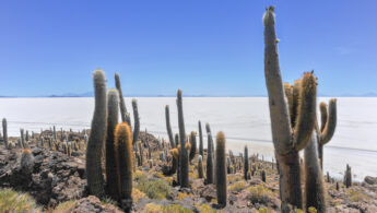 Isla del Pescado (Fish Island) and Salar de Uyuni