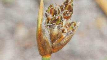 Altiplano plant 18 (Juncaceae)