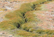 Altiplano stream