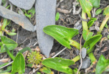Arrow-leaved Marigold (Caltha sagittata)
