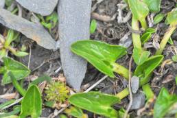 Arrow-leaved Marigold (Caltha sagittata)