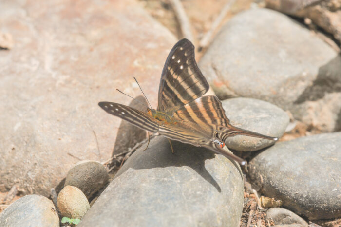 Many-banded Daggerwing (Marpesia chiron)