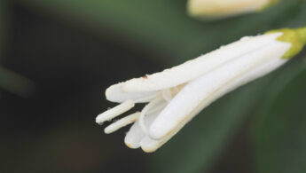 Spiranthera odoratissima