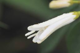 Spiranthera odoratissima