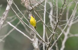 Masked Yellowthroat (Geothlypis aequinoctialis velata)