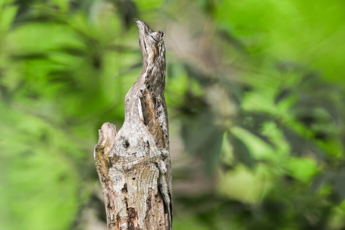 Common Potoo (Nyctibius griseus)