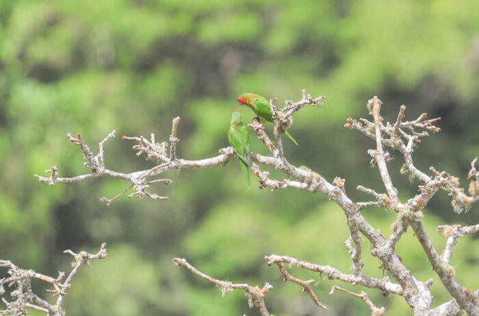 Mitred Parakeet (Aratinga mitrata)