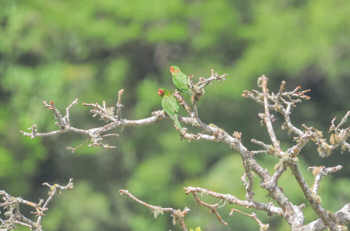 Mitred Parakeet (Aratinga mitrata)