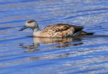 Crested Duck (Lophonetta specularioides)