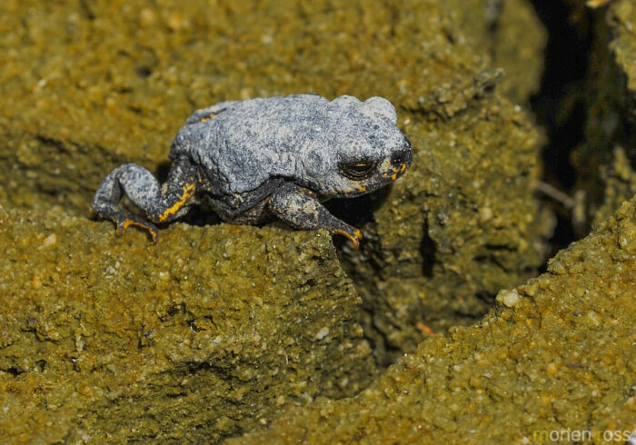 Warty Toad (Rhinella spinulosa)