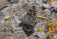 Altiplano butterfly 02