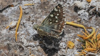 Altiplano butterfly 02