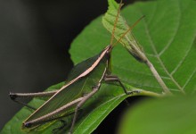 Crested rainforest grasshopper (Prionolopha serrata)