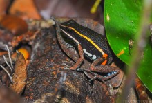 Spot-legged poison frog (Epipedobates pictus)