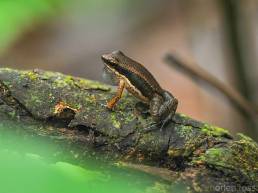 Poison frog (Epipedobates sp)