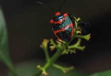 Stink bug (Pentatomidae)