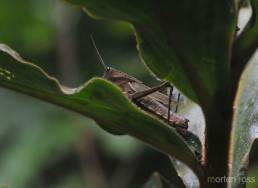 Madidi grasshopper 02