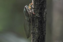 Madidi cicada 02
