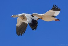 Andean Goose (Chloephaga melanoptera)