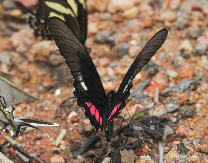 Ruby-spotted Swallowtail (Heraclides anchisiades)