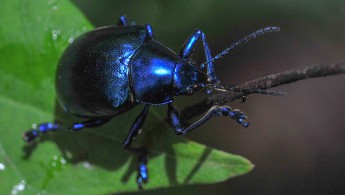 Noel Kempff Mercado National Park beetle 01