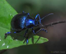 Noel Kempff Mercado National Park beetle 01
