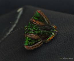 Green Mantle (Caria mantinea)