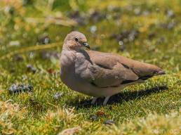 Golden-spotted Ground Dove (Metriopelia aymara)