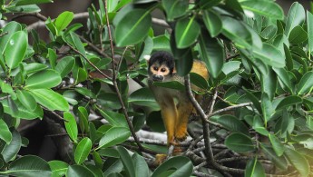 Black-headed squirrel monkey (Saimiri boliviensis)