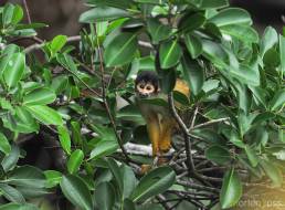 Black-headed squirrel monkey (Saimiri boliviensis)