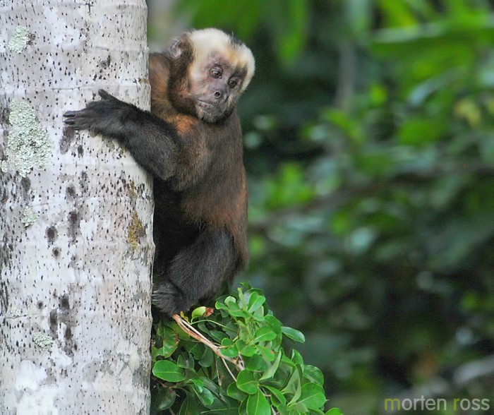 Black-capped capuchin (Cebus apella)
