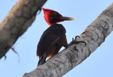 Red-necked Woodpecker (Campephilus rubricollis)