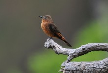 Cliff Flycatcher (Hirundinea ferruginea)