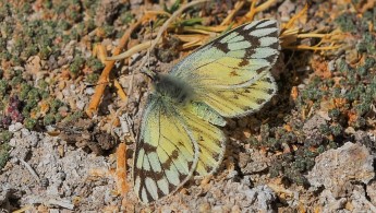Altiplano butterfly 01