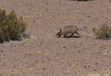 Andean hairy armadillo (Chaetophractus nationi)