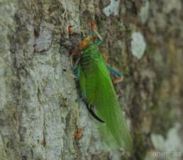 Rainbow katydid (Tettigoniidae)