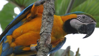 Blue-and-yellow Macaw (Ara ararauna)