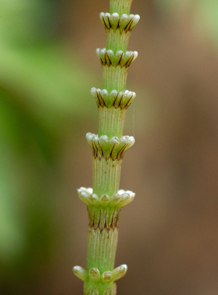 Engsnelle (Equisetum pratense)