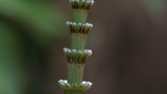 Engsnelle (Equisetum pratense)